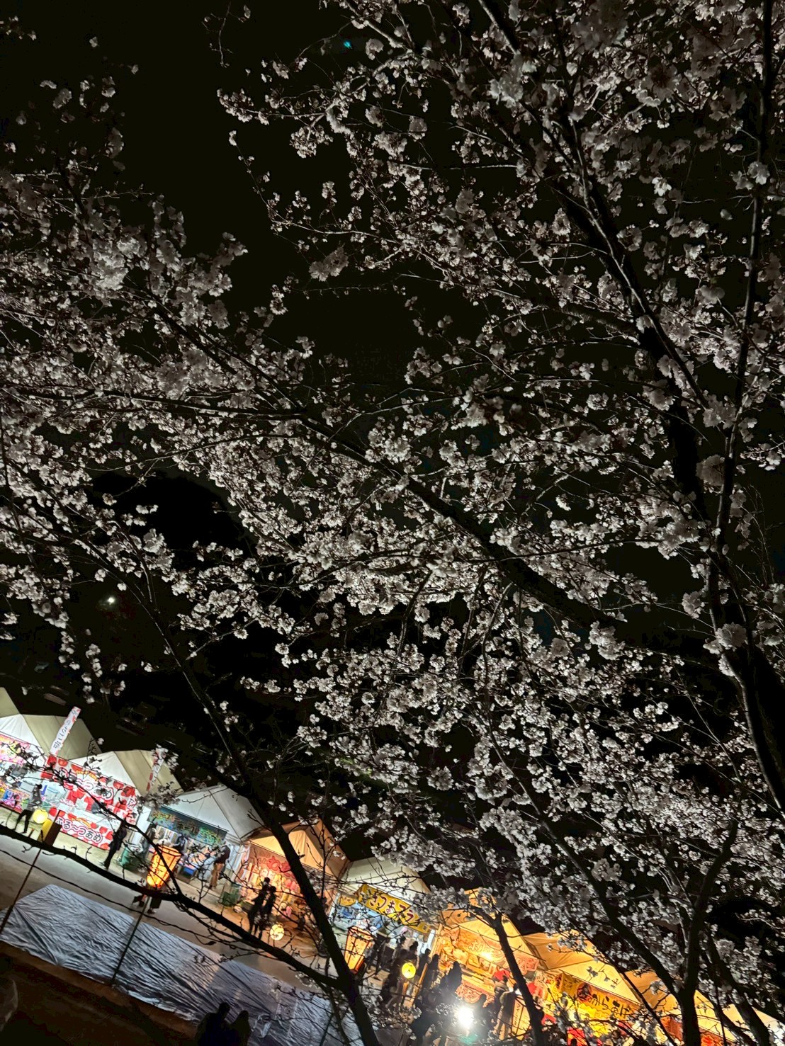季節のお花🌸🌼🪻